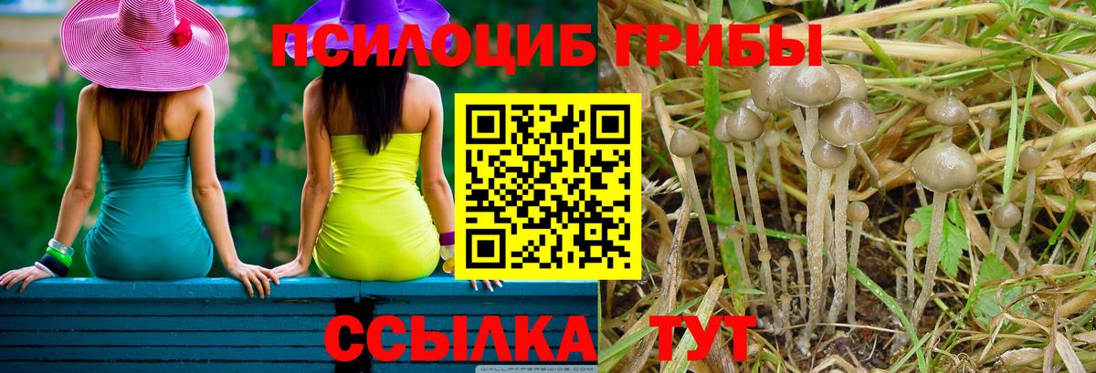 Галлюциногенные грибы GOLDEN TEACHER Ставрополь